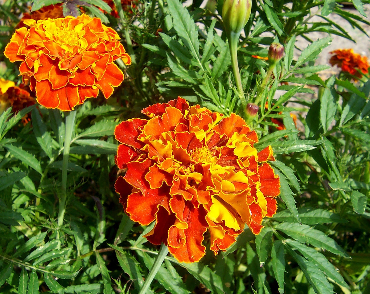 tagetes