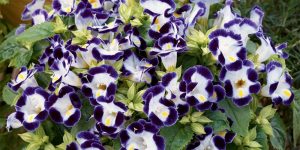 torenia