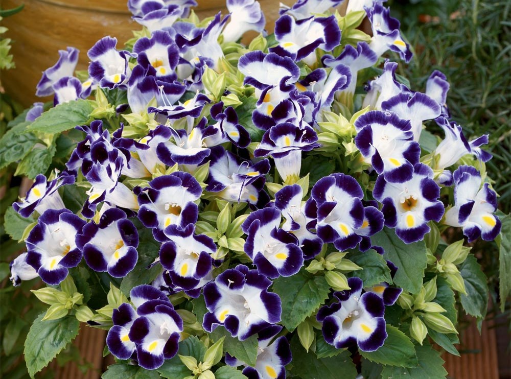 torenia