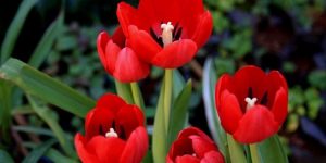 quais os benefícios da tulipa?