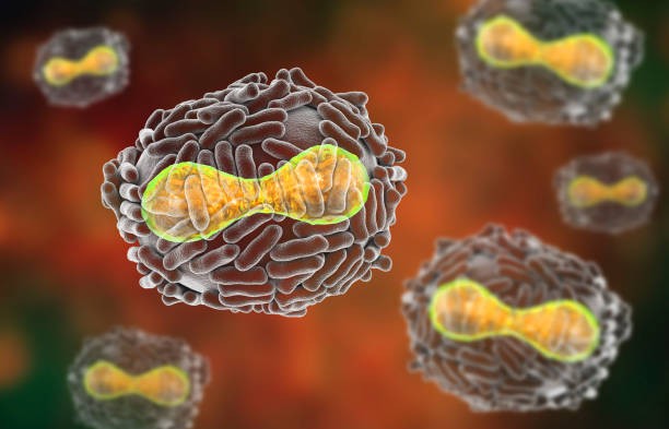 Os 10 sintomas mais comuns da varíola e suas causas