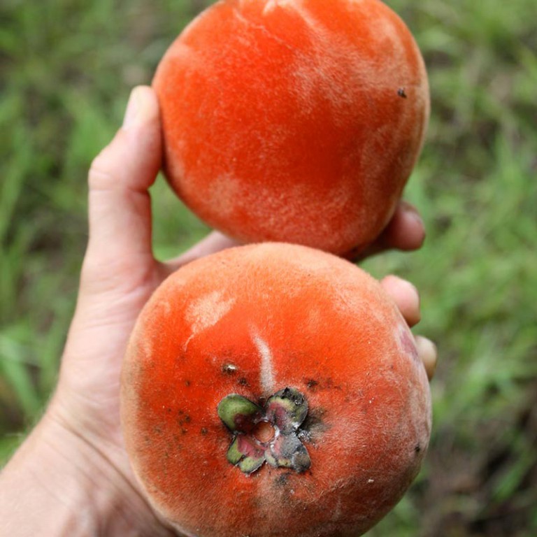 Veludo controla o colesterol: veja 10 benefícios da fruta