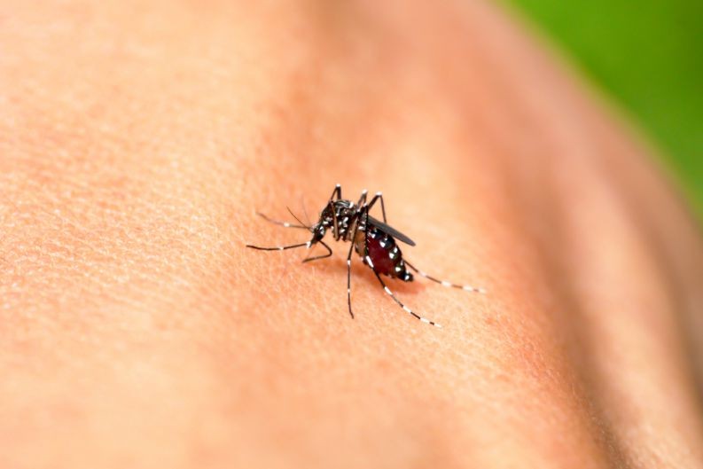 Zika: o que é, causas, sintomas e prevenção