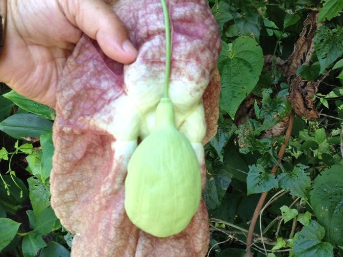 chá de papo de peru