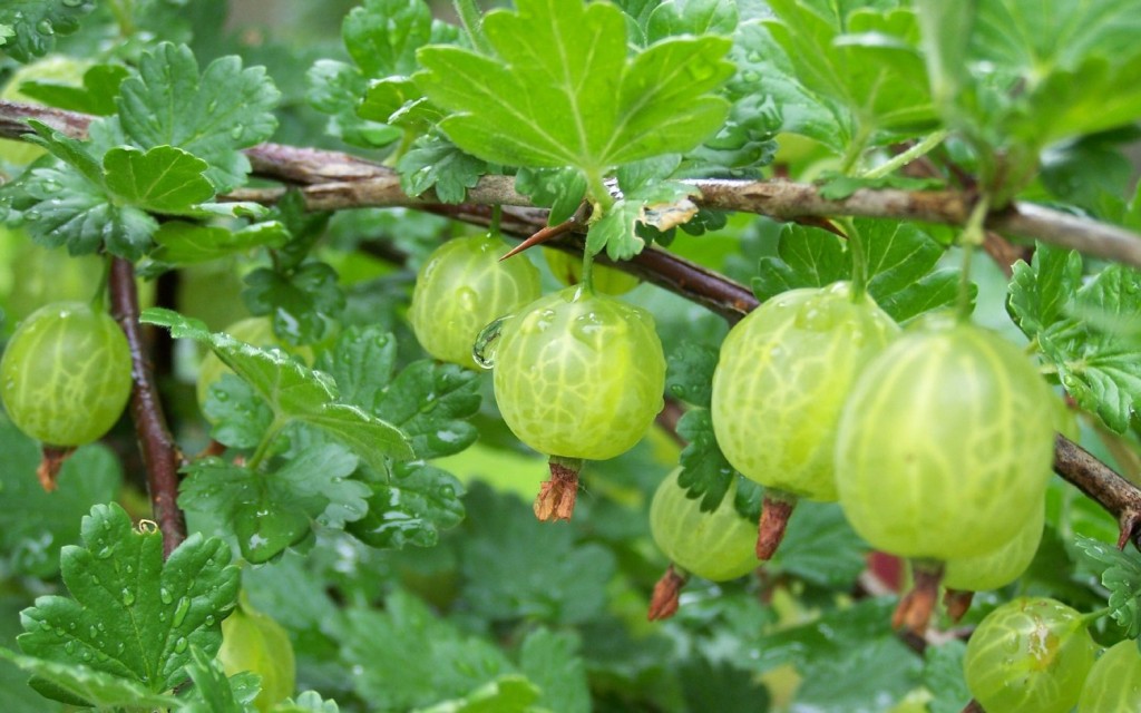 10 alimentos para aumentar as plaquetas naturalmente: benefícios e malefícios