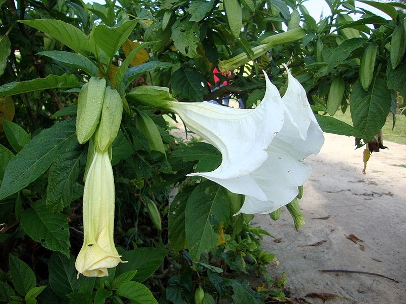 planta saia branca