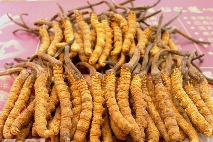 6 maneiras que o cordyceps pode melhorar sua vida