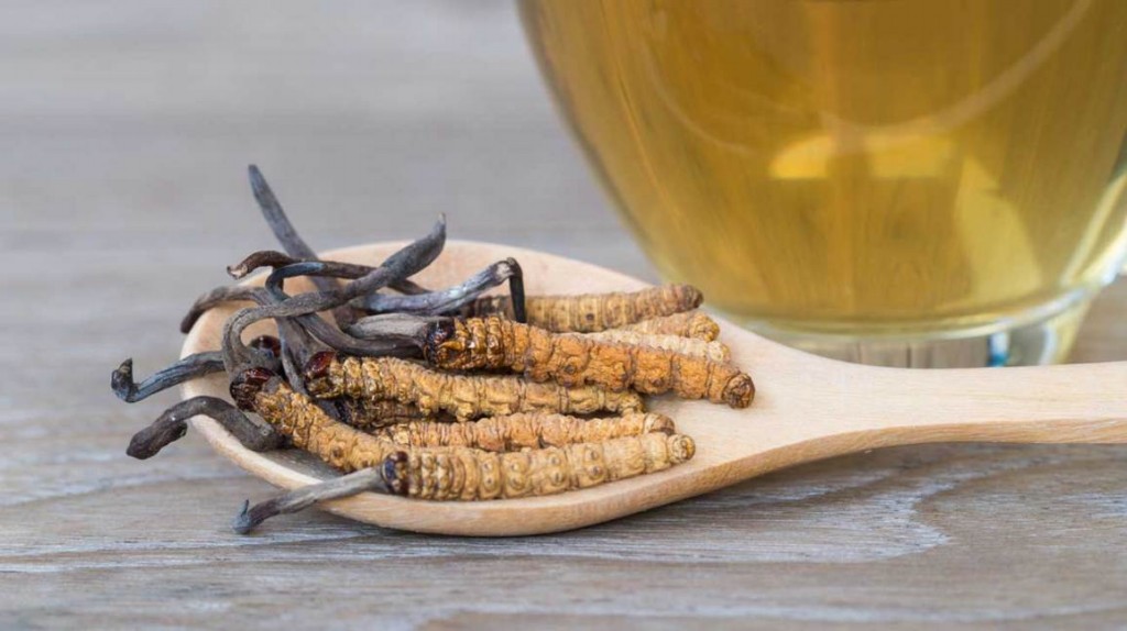 6 maneiras que o cordyceps pode melhorar sua vida