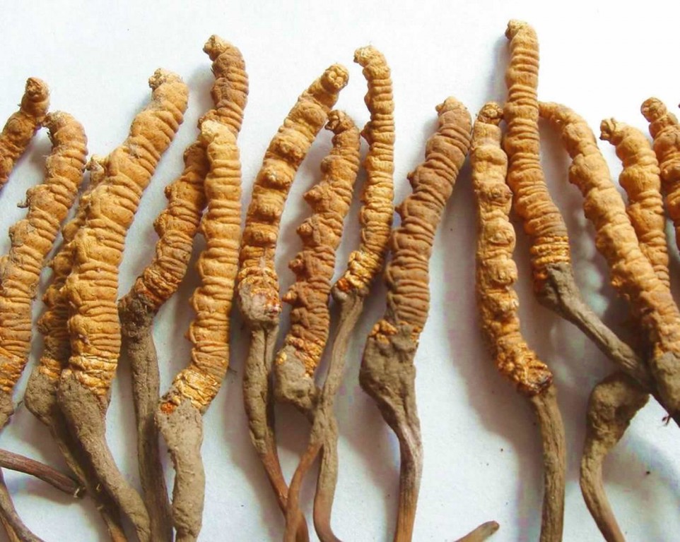 6 maneiras que o cordyceps pode melhorar sua vida