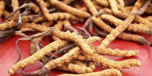 maneiras que o cordyceps pode melhorar sua vida