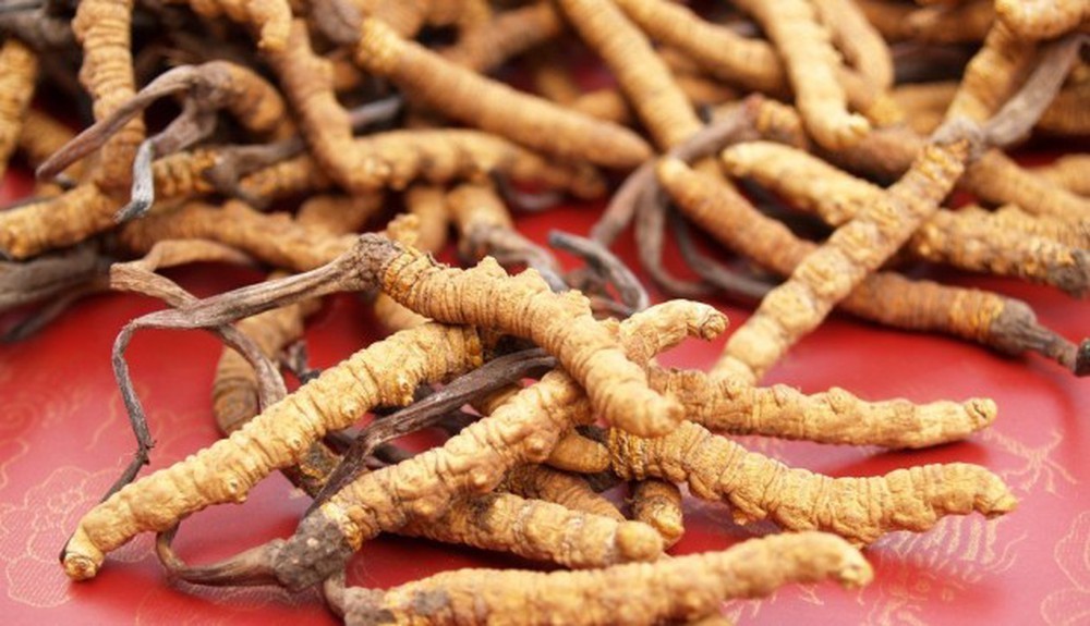 maneiras que o cordyceps pode melhorar sua vida