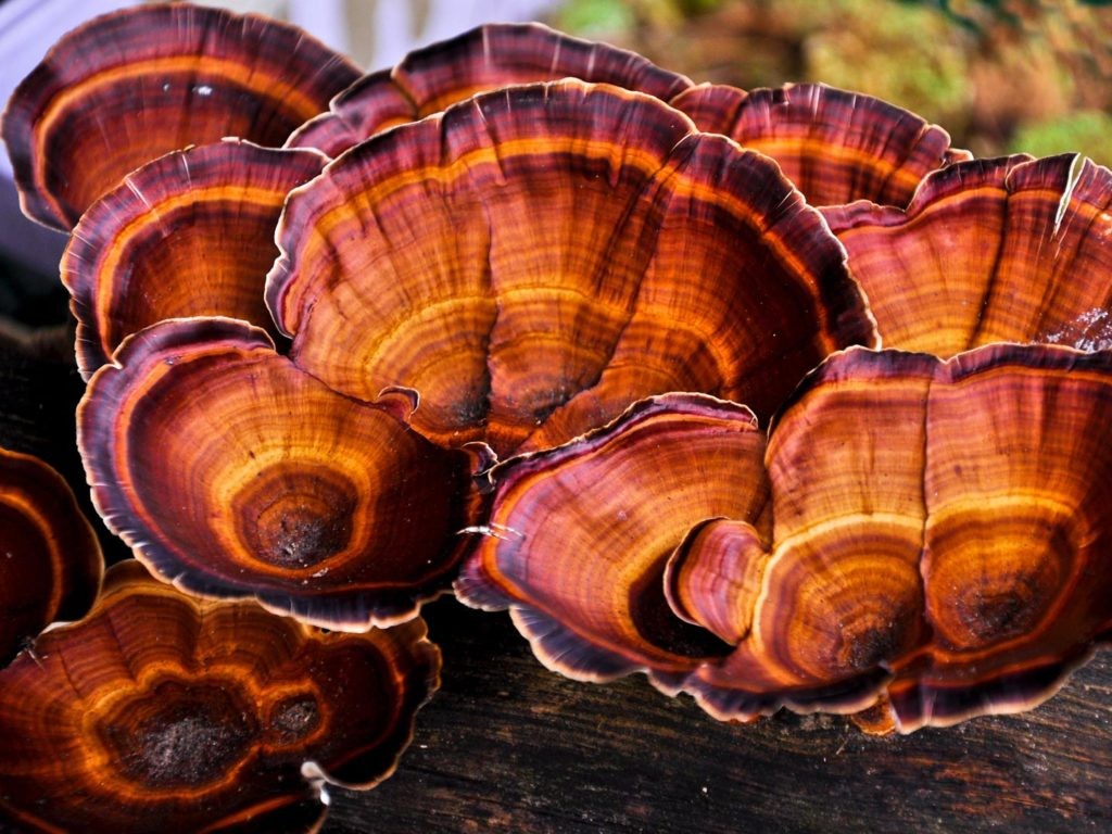 Benefícios do Cogumelo Reishi