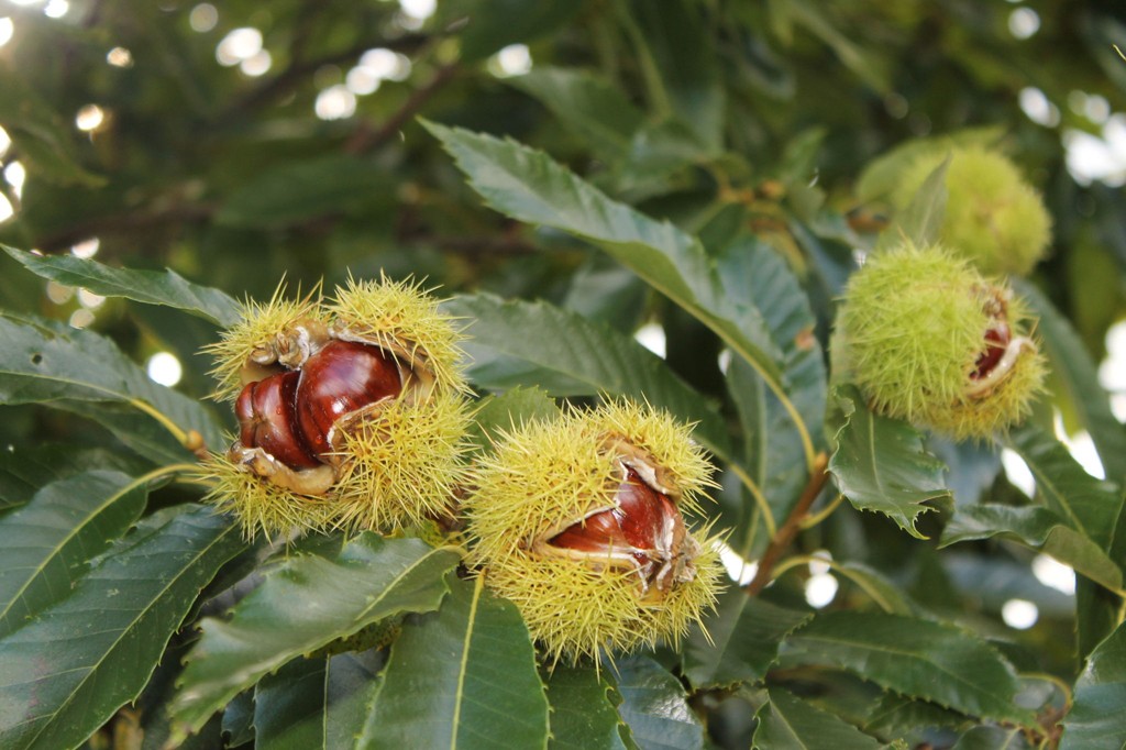 7 tipos de castanhas e os seus benefícios para saúde